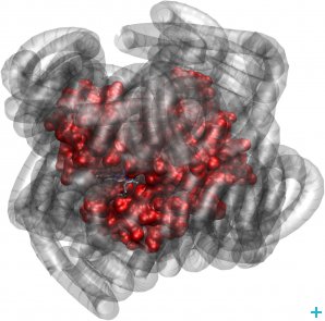Myoglobin (red) exhibits biologically relevant dynamics, even when its hydration sphere is replaced by a polymer surfactant corona (grey) (courtesy of the authors)